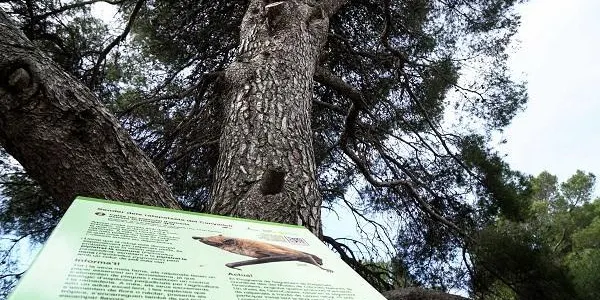 El GEPEC-EdC ofereix aquest divendres una nova visita guiada al Sender dels ratapatxets de la Finca del Canyadell