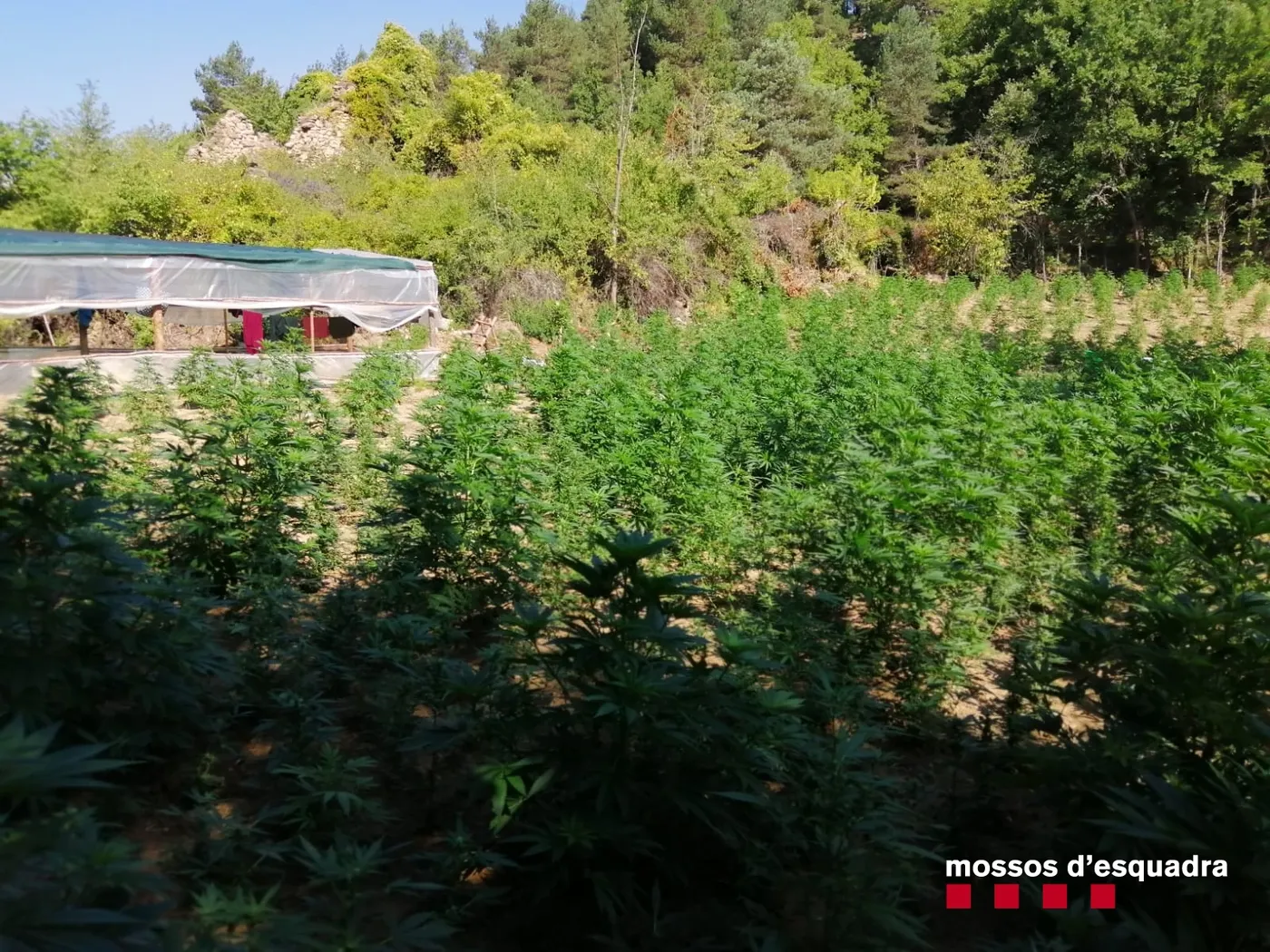 Vuit detinguts per dues plantacions de més de 18.000 plantes de marihuana a Guixers