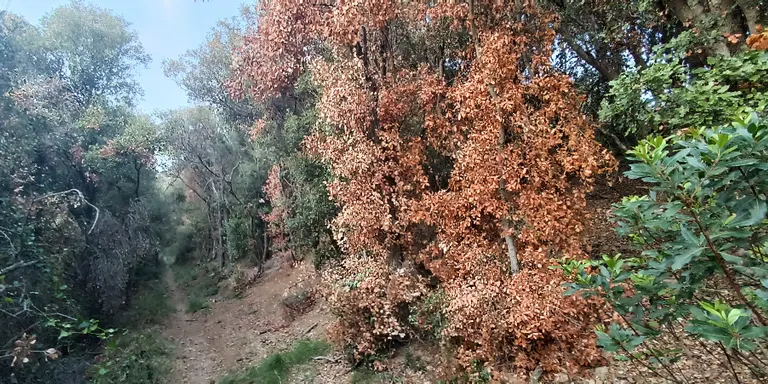 Alzines, suredes i pins moriran al Montnegre per la sequera continuada