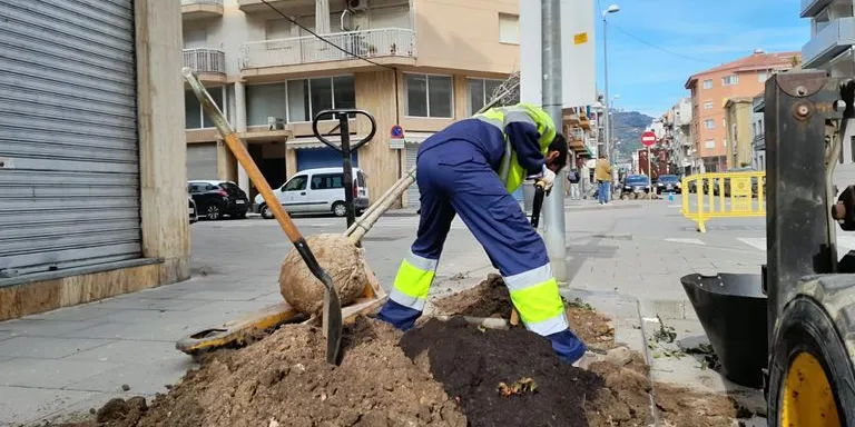 Plantats 90 arbres als carrers de Pineda de Mar