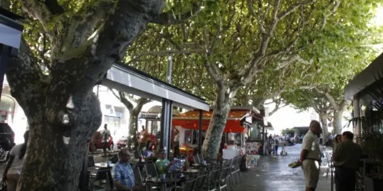 Tractament fitosanitari al passeig Joan Brudieu de la Seu per controlar la plaga del tigre del plataner