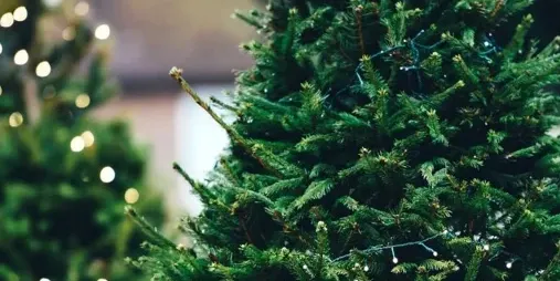 S'ofereix un servei gratuït de recollida d’arbres de Nadal