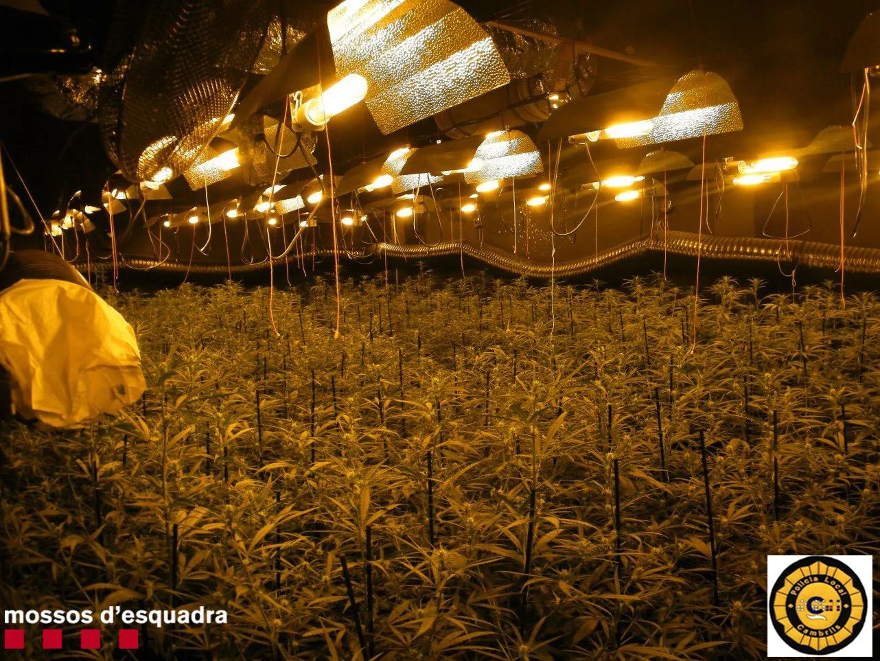 Els Mossos i la Policia Local de Cambrils desmantellen una plantació de marihuana al municipi