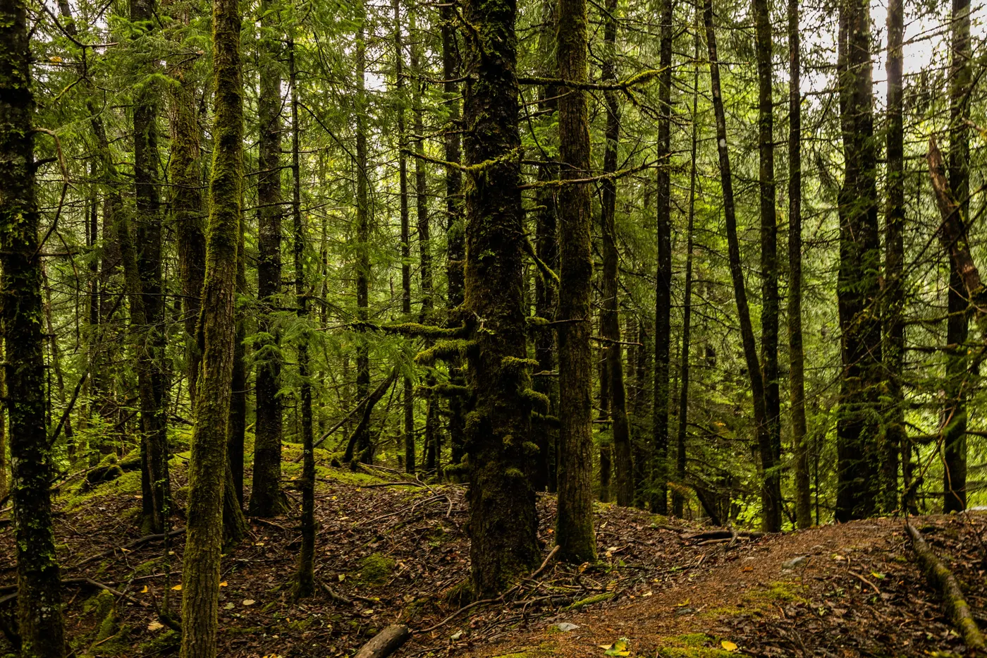 Marxa reivindicativa en defensa d’un bosc segur