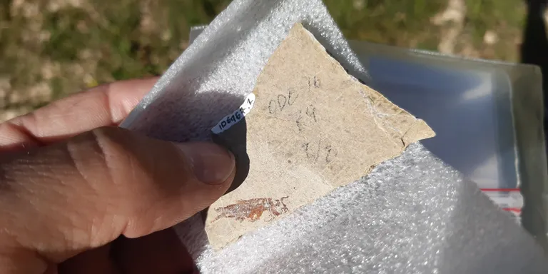 Una quinzena de persones visiten el Jaciment paleontològic d'Odèn