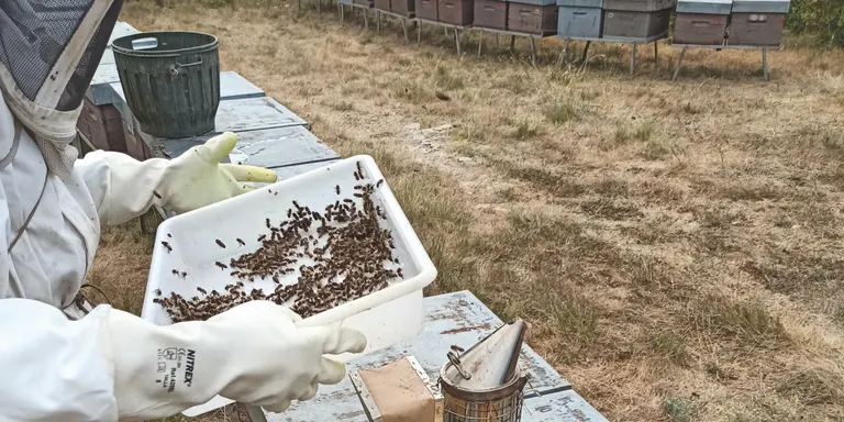 Introduir fongs en l'alimentació de les abelles en millora el sistema immunitari