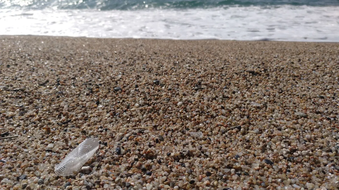 Les meduses conegudes com 'barquetes de Sant Pere' també arriben a Pineda