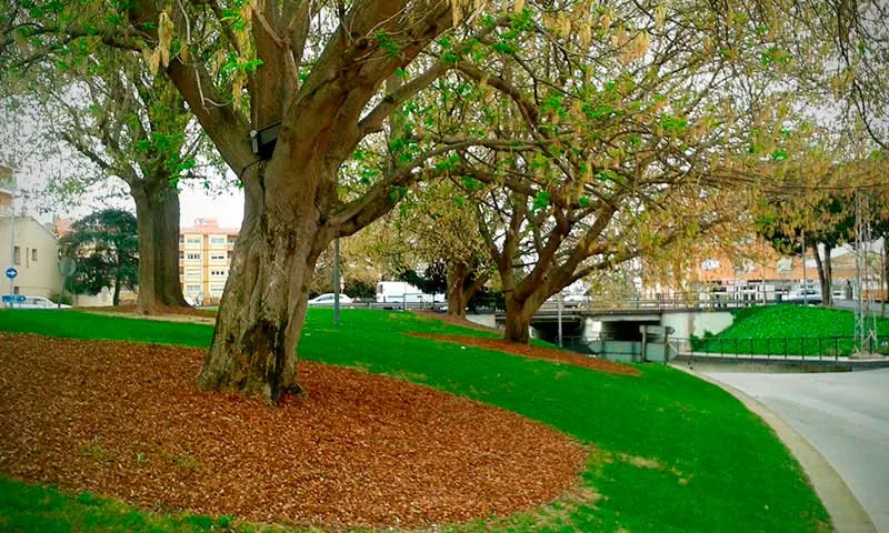 Pineda ha rebut el distintiu 'Tres flors d'Honor' de Viles Florides de Catalunya