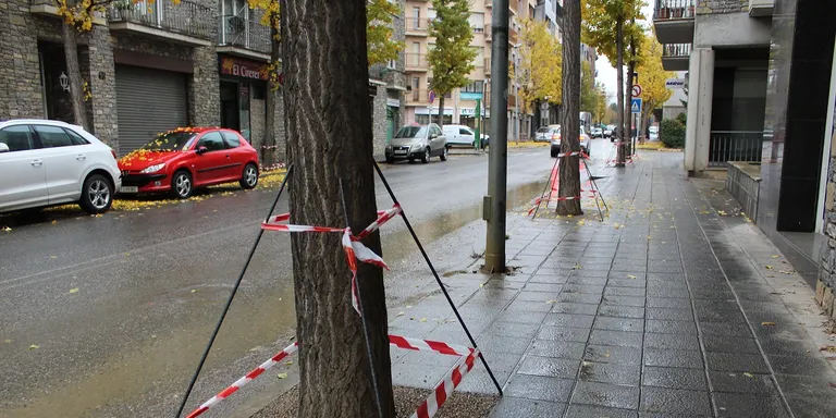 Tapats els escocells d'arbres de la part nord de l'avinguda del Salòria