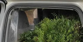 La Policia de Tossa atura un grup de persones que portava 103 rams de tala il·legal