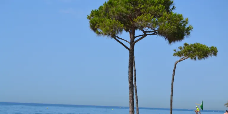 Onze empreses i serveis de Pineda han rebut el segell Biosphere
