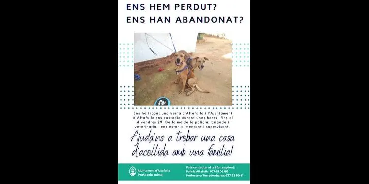 Es busca una família acollidora per als dos gossos trobats al carrer