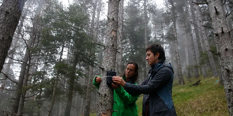 Experts del CTFC posen en marxa un estudi i preservació dels boscos de pi negre del Ripollès