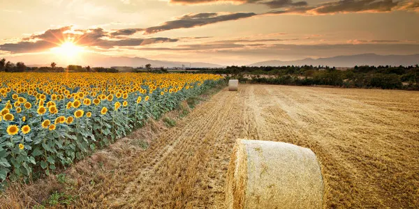 La llotja de Reus alerta del possible desproveïment de cereals a causa de la guerra a Ucraïna