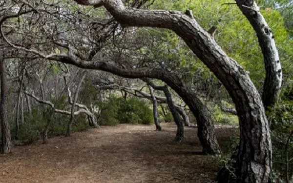 Foto: Fundació Bosc de la Marquesa