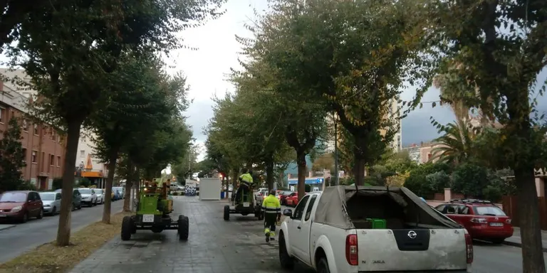 Comença la campanya de poda
