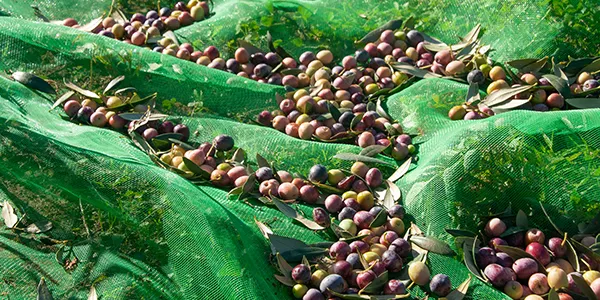 La collita d’oli augmenta un 35% a Catalunya segons la Federació de Cooperatives Agràries