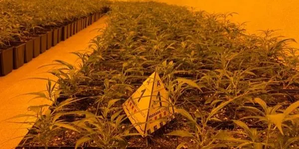 Detenen tres persones a Altafulla que cultivaven marihuana en un xalet llogat