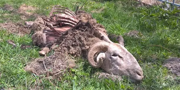 Segon atac mortal consecutiu de l'ós a un ramat d'ovelles a Naut Aran