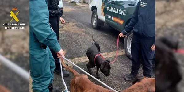 La Guardia Civil investiga el maltractament de dos gossos al Catllar