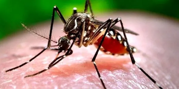 La campanya de lluita contra el mosquit tigre s’allargarà, com a mínim, fins el 15 d’octubre