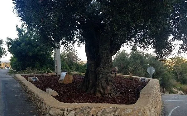 Les regidories de Via Pública i Medi Ambient d’Altafulla “posen en valor” L’Oliverot