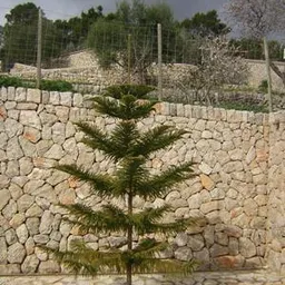 Amics Arbres - L'araucària solitària. Araucaria heterophylla (sinònim: A. Excelsa) 27/6/2024 - episode art