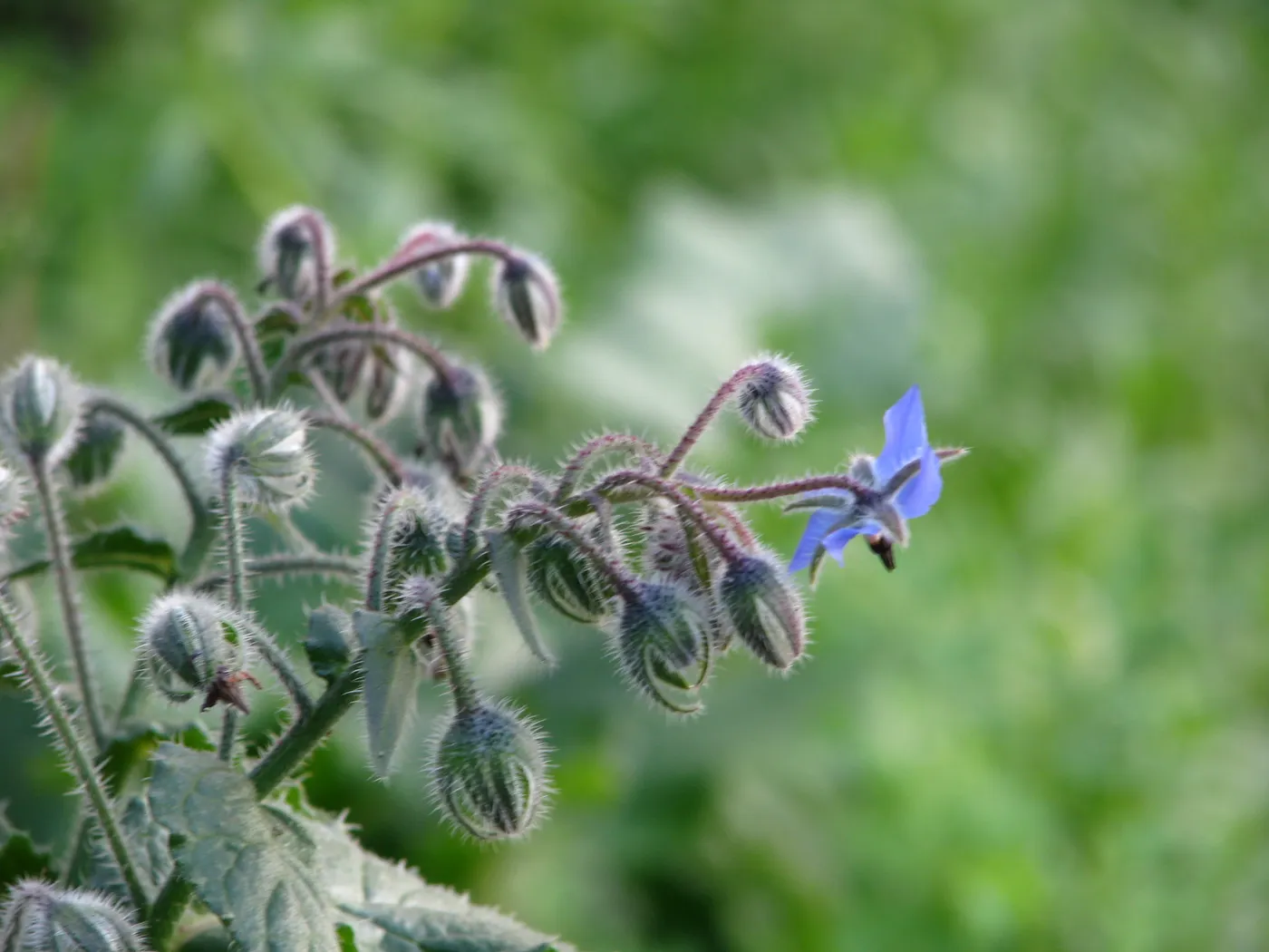 Sortida familiar per conèixer les flors i les plantes de Pineda