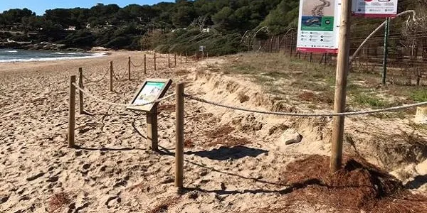 L’Associació Mediambiental La Sínia impulsa una segona jornada de voluntariat ambiental a la platja de la Móra aquest dissabte