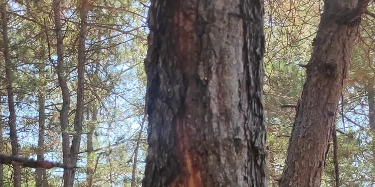 La tempesta elèctrica de divendres origina dos petits incendis forestals al Solsonès durant el cap de setmana