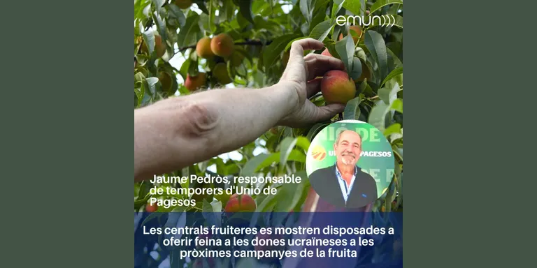 Les centrals fruiteres es mostren disposades a oferir feina a les dones ucraïneses a les pròximes campanyes de la fruita