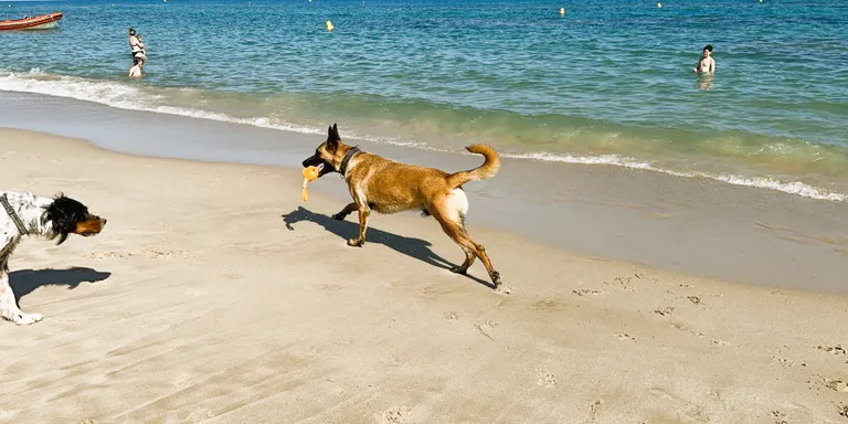 La Regidoria de Benestar Animal publica consells per a les mascotes en estiu