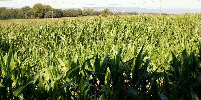 El senglar es passeja pel nucli de Sant Julià de Vilatorta buscant menjar: "Ho hem de tallar o serà un problema gros"