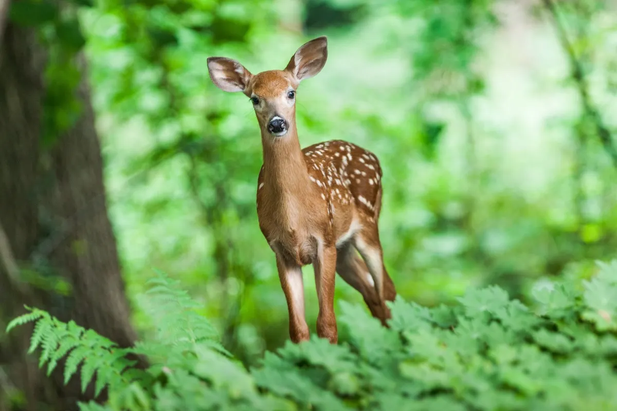 Sàmara Natura proposa escoltar la brama del cérvol i la daina