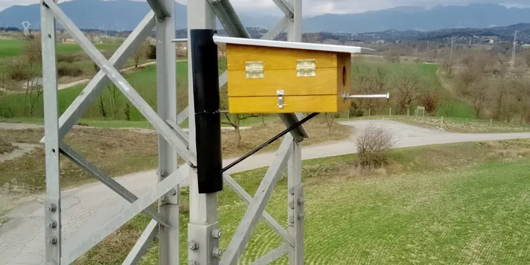 Endesa i naturalistes posen cinc caixes niu per afavorir la nidificació del gaig blau a Osona
