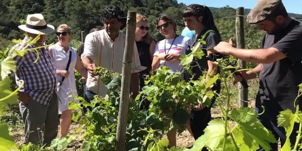 La Ruta del Vi de la DO Tarragona serà una realitat aquest estiu