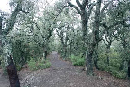 Bosc i Vida