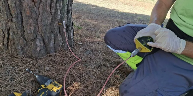 Sant Quirze inicia el tractament preventiu contra la processionària dels pins