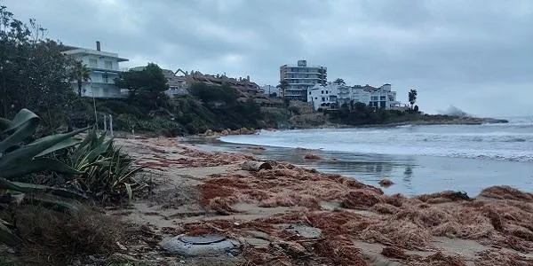 Altafulla mantindrà la cymodocea a la platja com a mesura de protecció per a futurs temporals