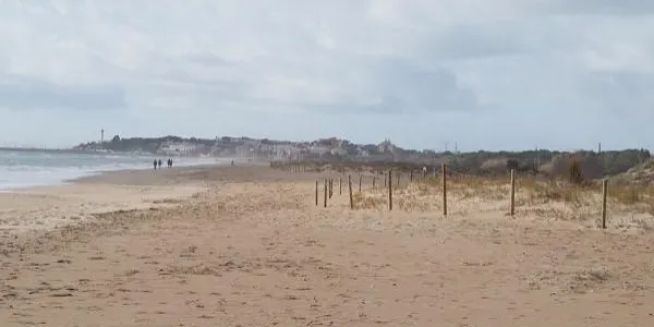 Visita als Muntanyans de Torredembarra per conèixer les dunes restaurades de l'espai natural, aquest dijous