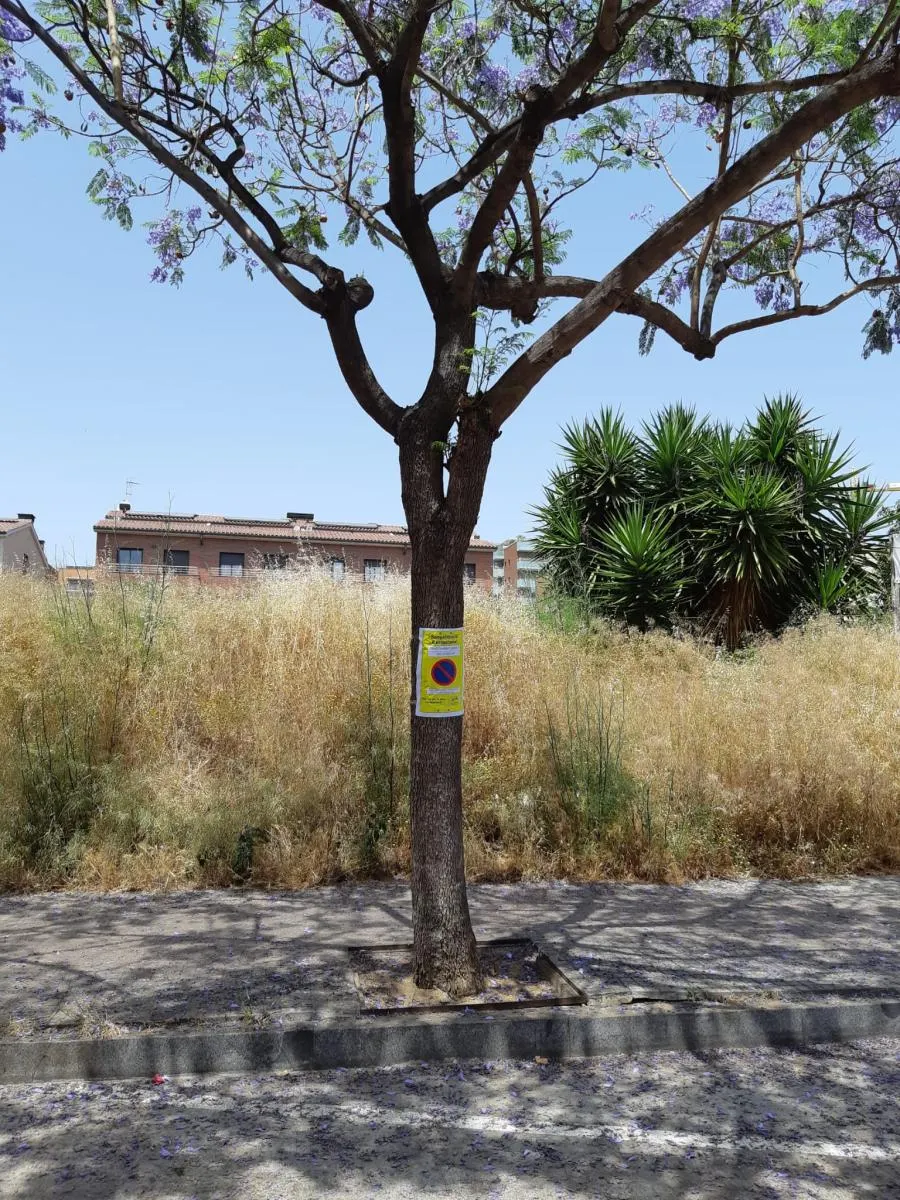 Nou tractament fitosanitari de l’arbrat, la nit del 17 al 18 de juny