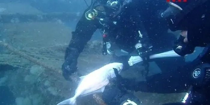 Els Mossos d’Esquadra retiren una xarxa de pesca de 50 metres del fons marí d’Arenys de Mar