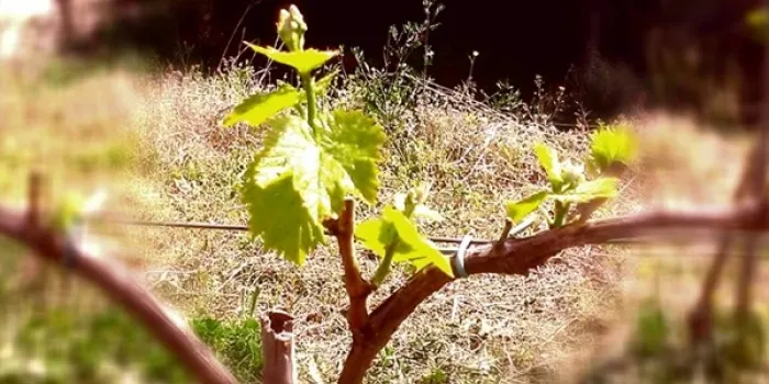 L'associació Pensa en Vi obre un verkami per replantar dues antigues vinyes a Arenys de Munt