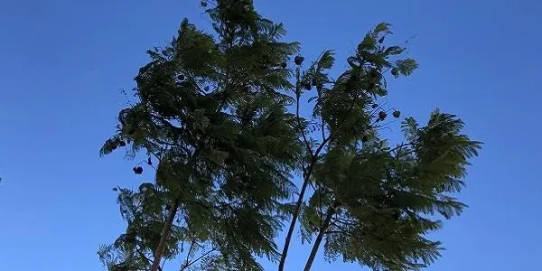 Nit i matinada sense incidències destacables a Altafulla a causa del vent