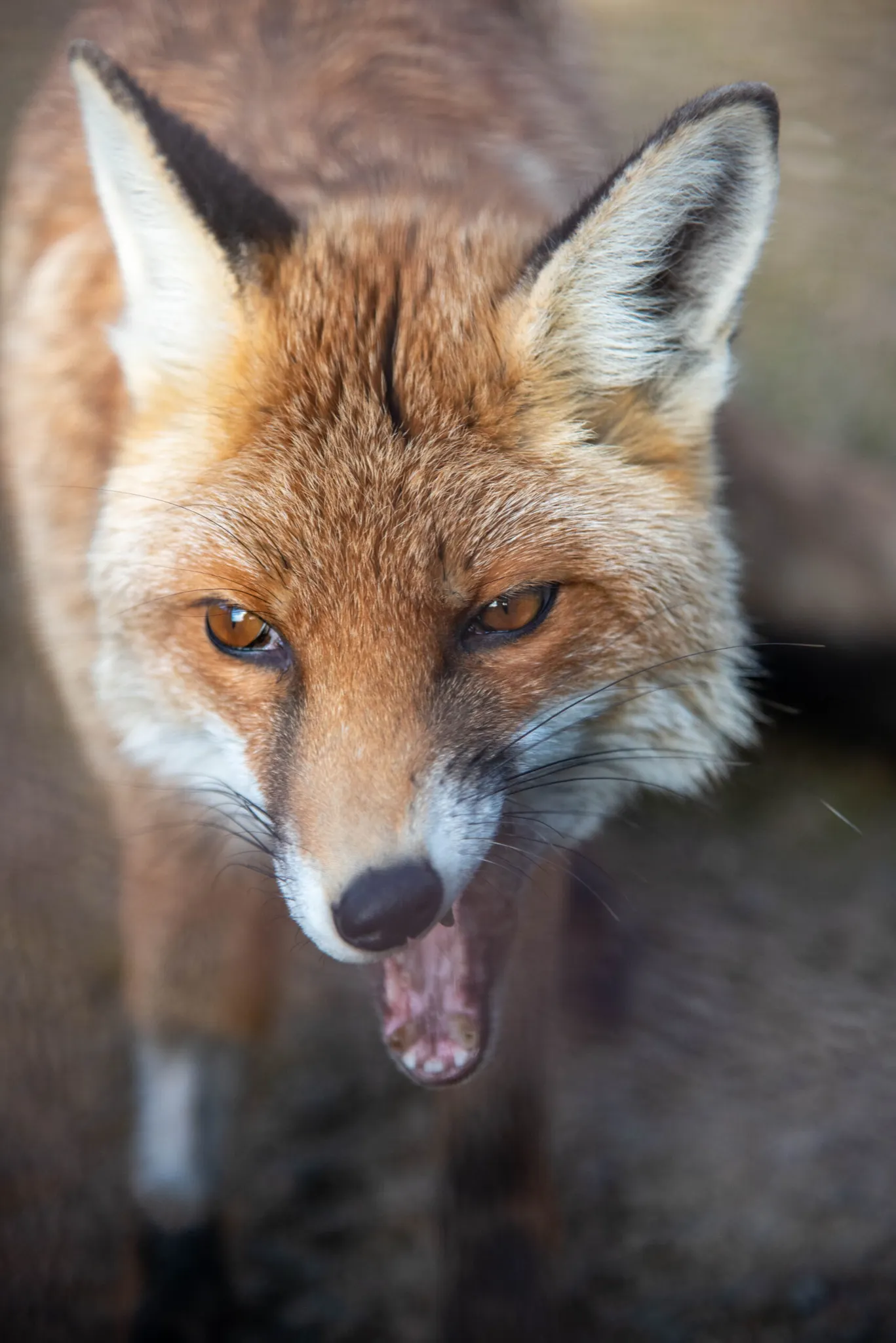 <strong>El Zoo del Pirineu posa en marxa una campanya de micromecenatge per garantir els aliments i els medicaments dels animals que acull</strong>