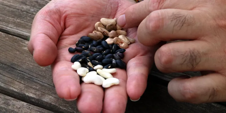 Un projecte busca llavors antigues d'horta, cereals i fruiters de l'Alt Empordà: "És un patrimoni que s'està perdent"