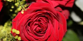 Un Sant Jordi històric a Vilassar de Mar