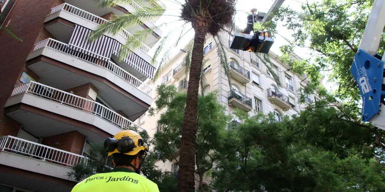 L'Ajuntament de Barcelona treballa amb la hipòtesi que la palmera que va matar una noia va caure per estrès hídric