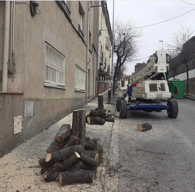 Comença la tala i substitució de l’arbrat del carrer Pau Picasso