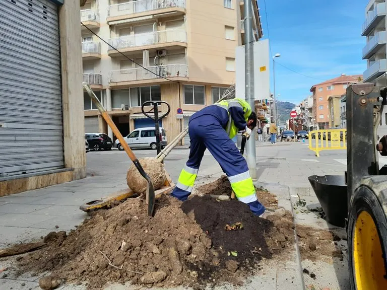 Plantats 90 arbres als carrers de Pineda de Mar
